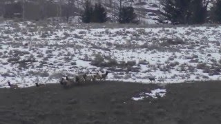 Prospect Peak Wolves pack chasing elks