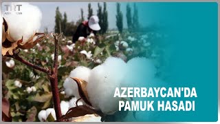 AZERBAYCAN'DA PAMUK HASADI