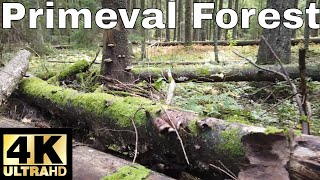 Walking in Primeval Forest in Helsinki Finland