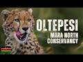 Best Safari Camp for Wildlife Photographers- Oltepesi Tented Safari Camp in the Masai Mara