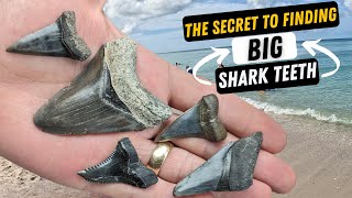 HOW TO FIND BIG SHARK TEETH!!  Shark Tooth Hunting Techniques for Venice Beach + Caspersen Beach FL