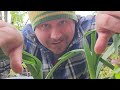 5 crops i am not growing this year garden quickie episode 141