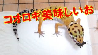 コオロギの置き餌は食べるレオパードゲッコー【人口フードはダメ】