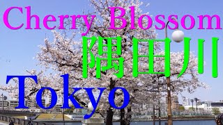 4K 隅田川沿いの満開の桜 東京 スカイツリー  Walk along the cherry blossom trees in Tokyo