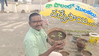 నా పొలంలో మొలకలు వచ్చేసాయి || కూరగాయలు ఆకు కూరల పెంపకం || #vegetables #cooking #video  #subscribe