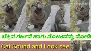 ಬೆಕ್ಕಿನ ಸೌಂಡ/ಗರ್ಜನೆ ಕೇಳಿ ಹಾಗು ನೋಟವನ್ನು ನೋಡಿ. Cat Sound and Look See.http.www.cat sound. Com #cat#