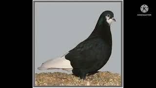 amsterdam beard tumbler pigeon/top ten beautiful pigeon/new pigeon breed