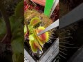 Feeding Venus flytraps