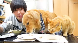 【爆笑】ふるさと納税でもらったフグ食べたら狂気の沙汰じゃなかったｗｗ