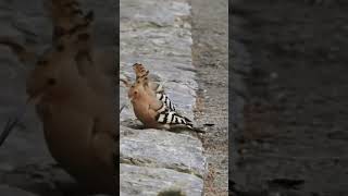 Hoopoe