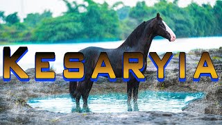 MARWARI HORSE II STALLION KESARIYA II VAJAPUR STUD FARM || JAMNAGAR II MANN HORSE PHOTOGRAPHY