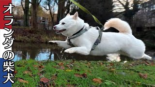 柴犬柿丸 調子にのっていたら はまってしまった柴犬【オランダ / 環境音 / 4K】Kaki-Maru the Shiba Inu