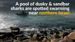 Watch dozens of sharks swim by Israeli shores