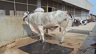 GLR up Coming new catagory bull kesari from Gottepadu