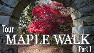 Maple Walk Garden Tour in Charlotte, NC | Stunning Japanese Maples \u0026 Unique Trees! Part 1