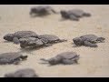 Sea Turtle Conservation - Tengah Island Conservation