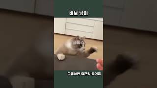 대놓고 훔치는 냥이