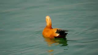 Corbett park bird rudy shelduck