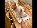 先住猫が「雑誌の上に乗ってくる病」を患ってしまいました…【おしゃべりする猫】 【猫アテレコ】