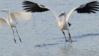 【山鳴鳥】コウノトリ（写真）