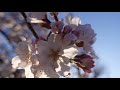 国立市の桜3 26 【cherry blossoms】japan