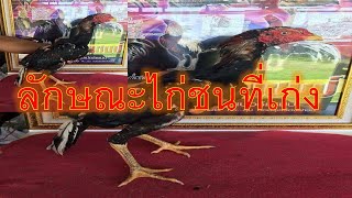 ลักษณะไก่ชนที่เก่ง