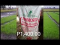 longping 2096 pagsasabog ng fertilizer sa punla