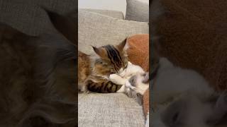 グルーミングされてる虚無猫 #cats #猫　#shorts