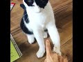 しつこいと最後にキレる猫