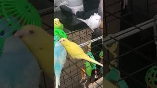 【セキセイインコの日常】みんなで小鳥の歌を聴く🎶