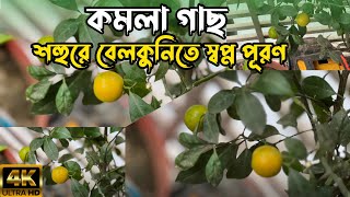 অবশেষে প্রথমবার বেলকুনিতে কমলা 🍊 পাকার গল্প ।Orange Tree ।