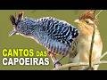 CANTOS DE AVES das CAPOEIRAS | PASSARINHANDO no SÍTIO | CANAL AVES