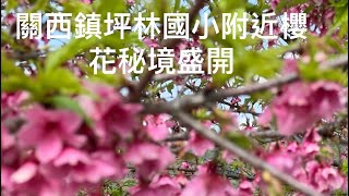 關西鎮坪林國小櫻花秘境