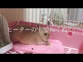 《ネザーランドドワーフ》赤ちゃんみたいに寝るうさぎ。