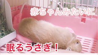 《ネザーランドドワーフ》赤ちゃんみたいに寝るうさぎ。