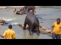 ゾウの水浴び①　ピンナワラのゾウの孤児院にて　elephants bathing at maha river pinnnawara