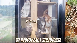 24시간 쉬지않고 돌아가는 길냥이 식당의 하루 | 쫀니와 쪼꼬미들 | 🏝️베베집사 제주살이