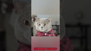 ட்ரைன் குள்ள என்ன நடக்குது | Cat vs Train | SIMPLE WORLD