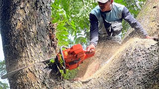 Great... Cut down a big trembesi tree !!