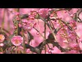 枝垂れ梅　結城神社　2019　三重県津市 weeping plum in yuki shrine tsu city mie japan