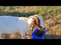 I discovered BOER Goats on the Hill in the village.