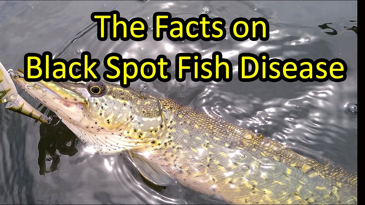 Black Spot Fish Disease - What You Need To Know - YouTube