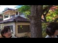 東京近郊 河口湖 紅葉回廊｜久保田一竹美術館｜ 奧之細道｜河口湖大橋｜大石公園 ｜賞楓銀杏輕鬆旅行 全程拍攝 2024.11