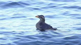 Rhinoceros Auklet Floating Around