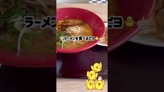 [ ピヨのお出かけ ]#ブラウンさん #ひよこ #お出かけ #ラーメン #一風堂 #おひるごはん #ごはん