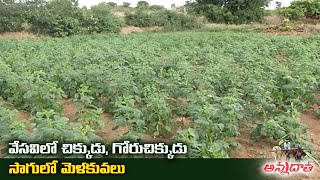 Summer Bean \u0026 Cluster Bean Cultivation