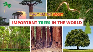 What are the most important trees in the world ?