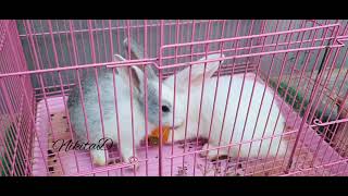 Baby playing with bunnies | rabbit eating carrots #rabbits #funnyrabbit