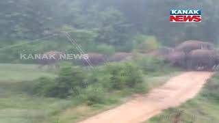 Herd Of 45 Elephants Seen In Dhenkanal District | Odisha |