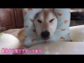 寝たきり柴犬わん太さんへのプレゼント！ 柴犬ドーナツ 17歳8ヶ月のご褒美